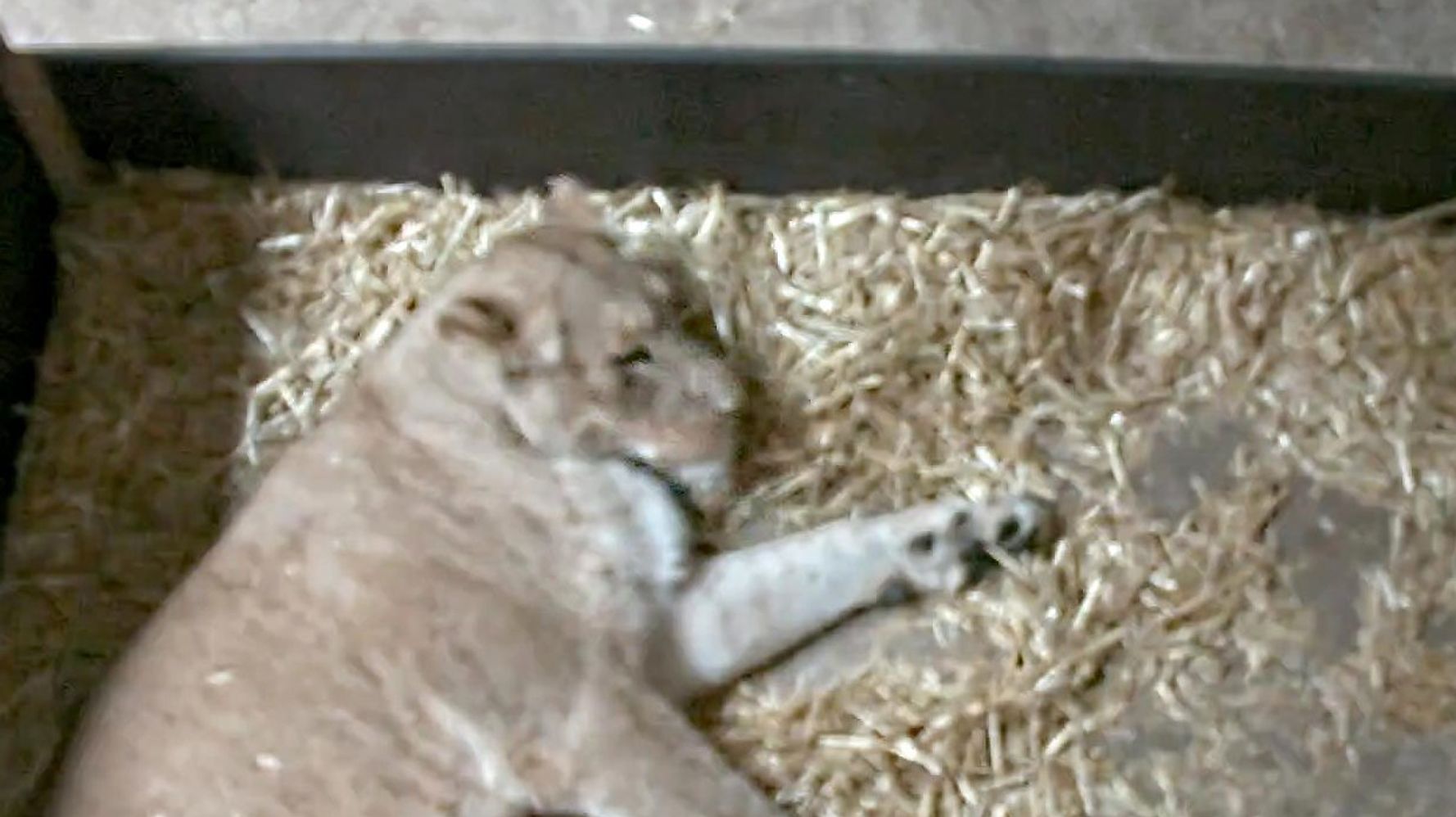 雌ライオンが生まれたての子2頭を食べる ドイツの動物園 悲しいお知らせ ハフポスト