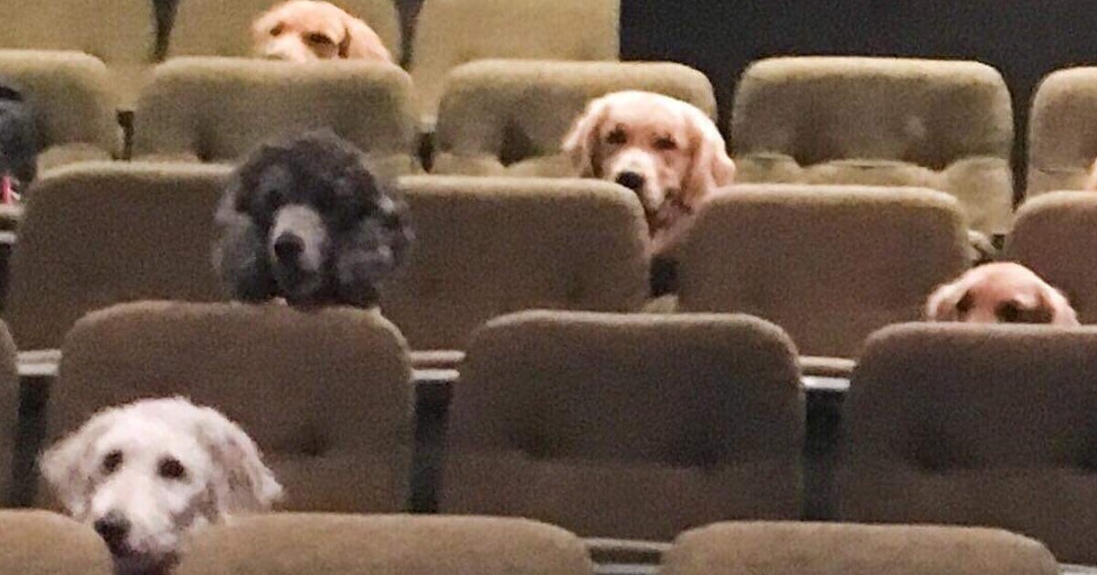 Very Good Service Dogs Watch Billy Elliot The Musical At The
