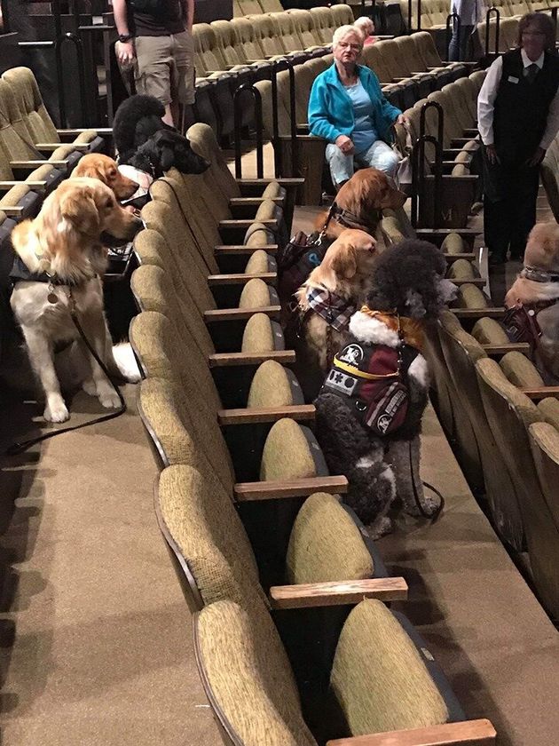 Service Dogs in Theaters