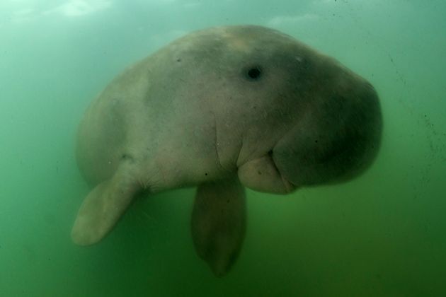 Marium The Insanely Cute Baby Dugong Dies After Eating Plastic Waste