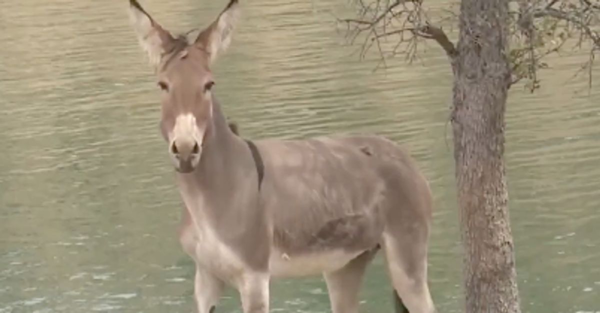 Hillary The Donkey Finally Rescued After 2 Years Stranded Alone On Island