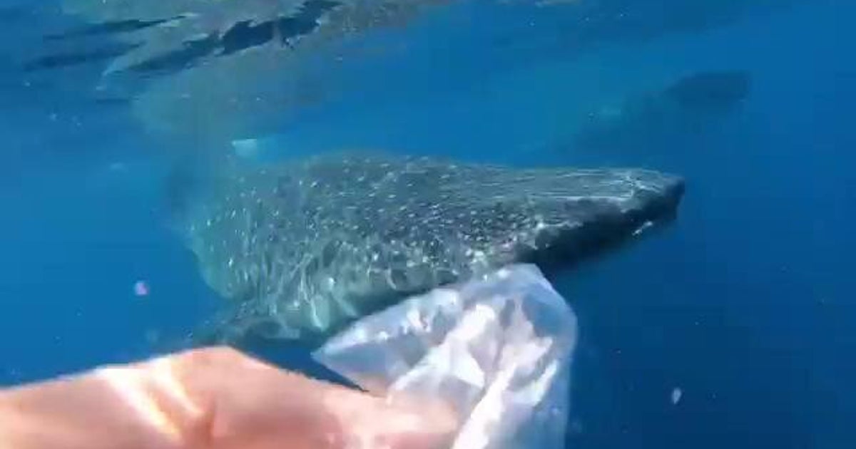 Lo squalo balena sta per mangiare