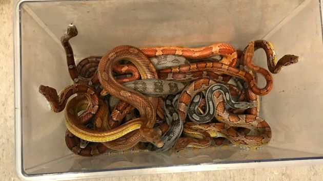A Box Full Of Live Snakes Was Dumped Outside A Vet’s Surgery