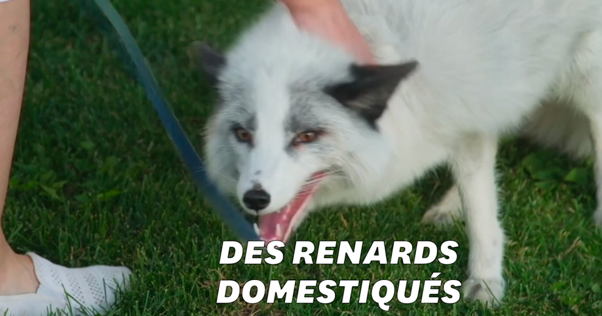 Des Renards De Compagnie C Est Possible Grace A Des Scientifiques Russes Le Huffpost Des Renards De Compagnie C Est Possible Grace A Des Scientifiques Russes Le Huffpost