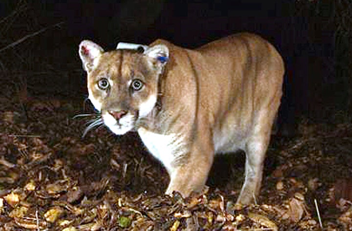 This November 2014 file photo shows a mountain lion known as P-22, photographed in the Griffith Park area near downtown Los Angeles. 