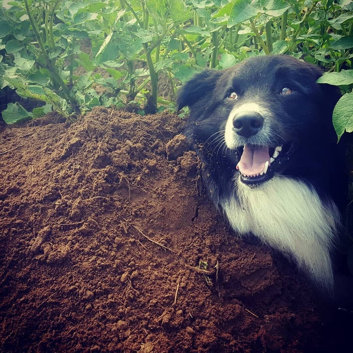 Leur chien Zéphyr mange tous les rongeurs, et notamment les marmottes.