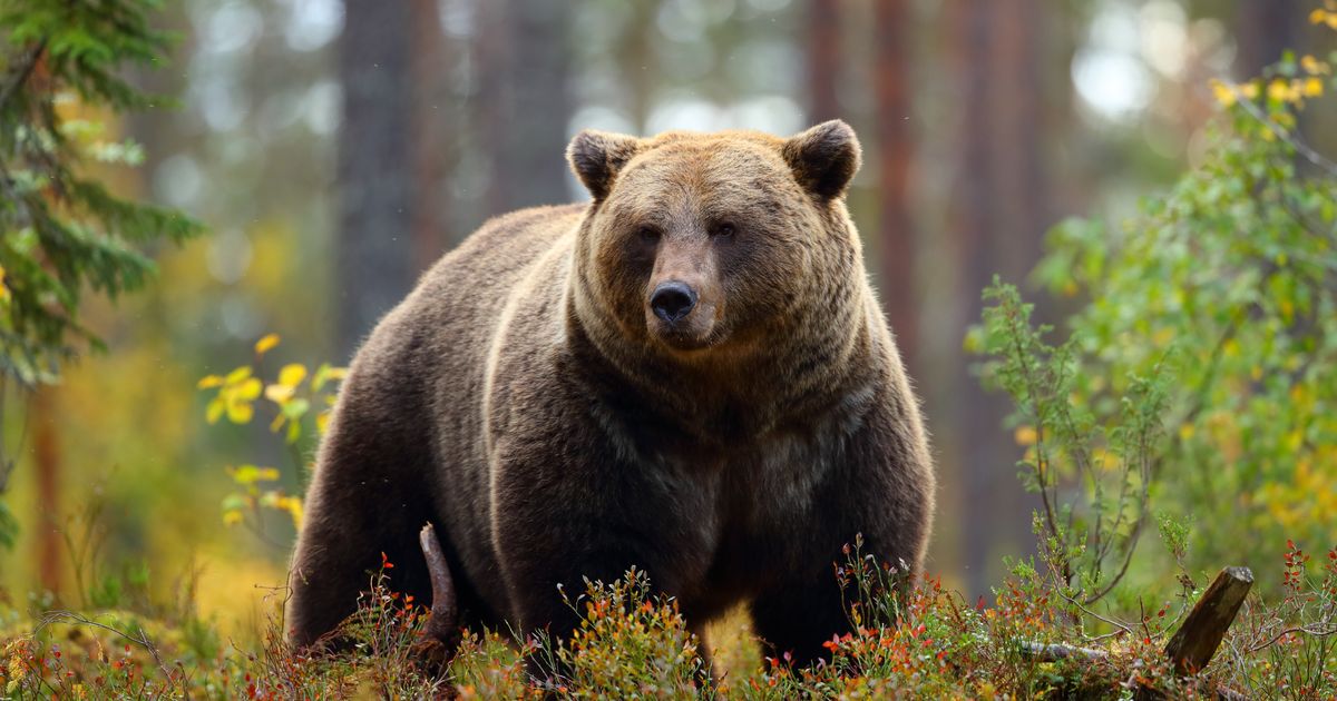 Un compositeur franco-canadien tué par un ours dans le ...