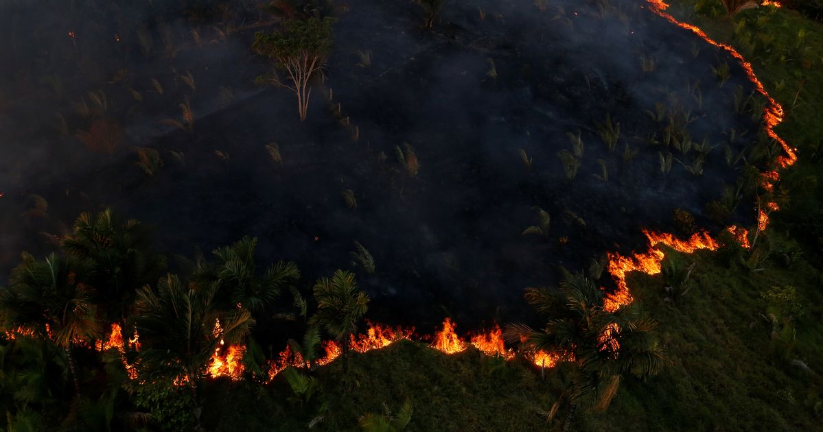 Мокрые леса загорались величественными багряными. Лесной пожар в Бразилии снимок со спутника. Вырубка тропических лесов Южной Америки. Вырубка тропических лесов Амазонии. Тропические леса Амазонии уничтожение.