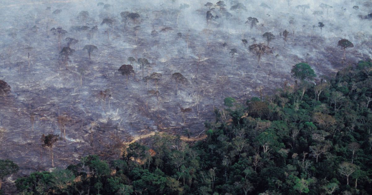 Deforestation and global warming. Лесные пожары в Амазонии. Дождь в Амазонии. Deforestation. Burned Forest.