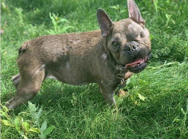 5 Cute Animals To End The Week: Ugly Betty The Dog Inundated With Offers Of A Home