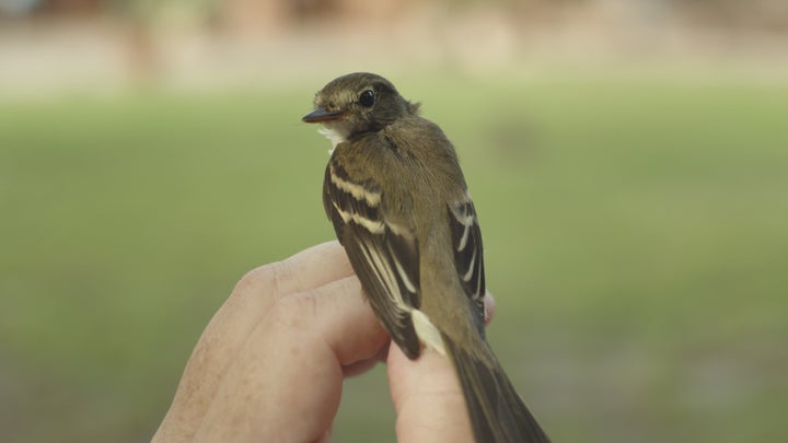 Birders on Netflix Canada