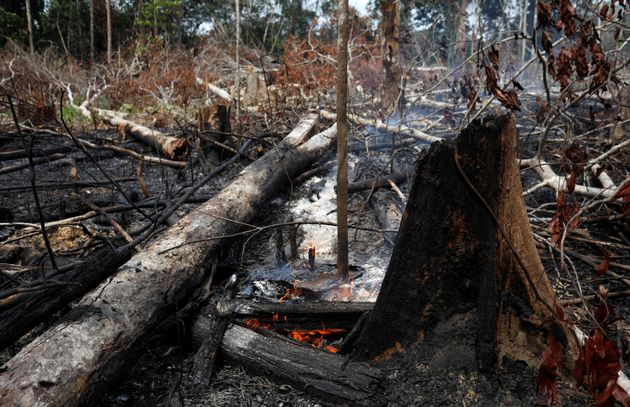 As fotos de animais carbonizados e incÃƒÂªndios na AmazÃƒÂ´nia sÃƒÂ£o