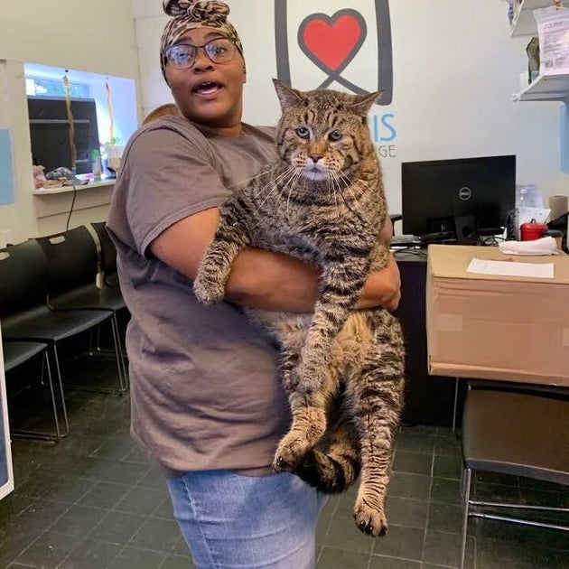 Unbelievably Large Shelter Cat Big Boi Mr B Has The Internet