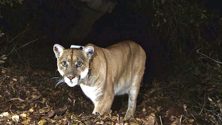 The attack prompted two mountain lions to be euthanised 