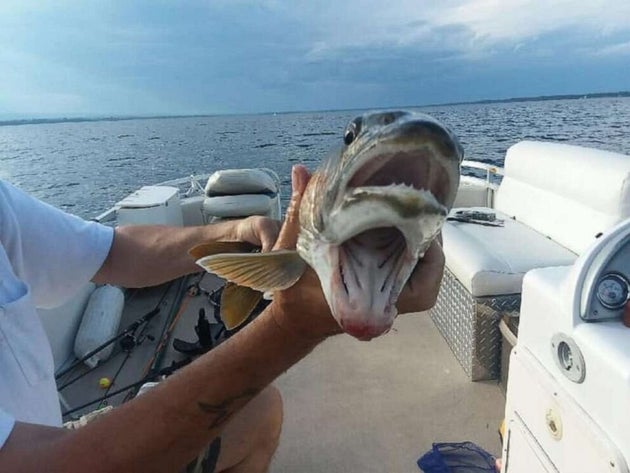 Cette truite Ã  deux bouches Ã  Ã©tÃ© pÃªchÃ©e par une amÃ©ricaine...