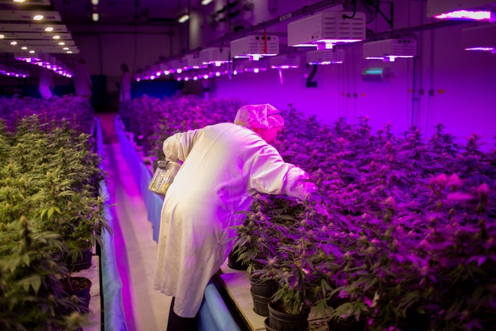 Production team member Justyna Cetnar removes dead leaves from cannabis plants in an aquaponics grow operation by licensed marijuana producer Green Relief in Flamborough, Ont., Jan. 25, 2019.