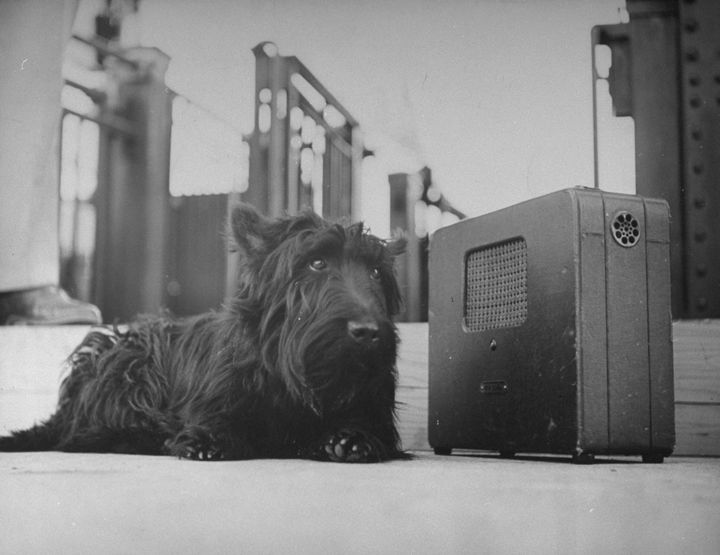 Franklin D. Roosevelt's dog Fala, listening to the President's speech on the radio.