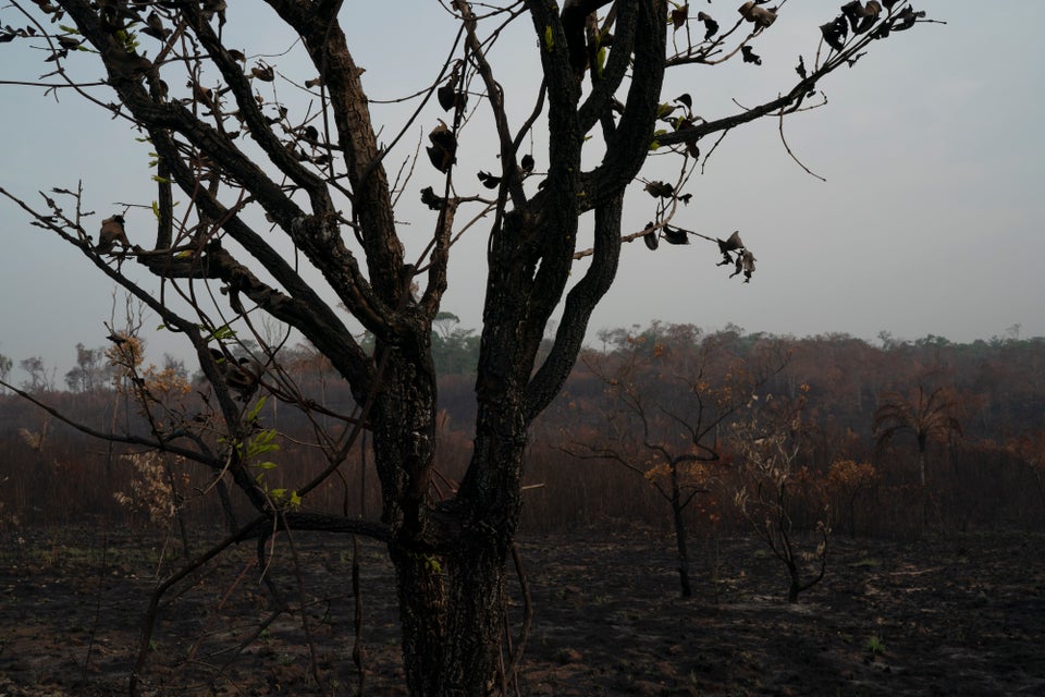A scorched field is seen in Altamira, Para state, Brazil, Saturday, Aug. 24, 2019.