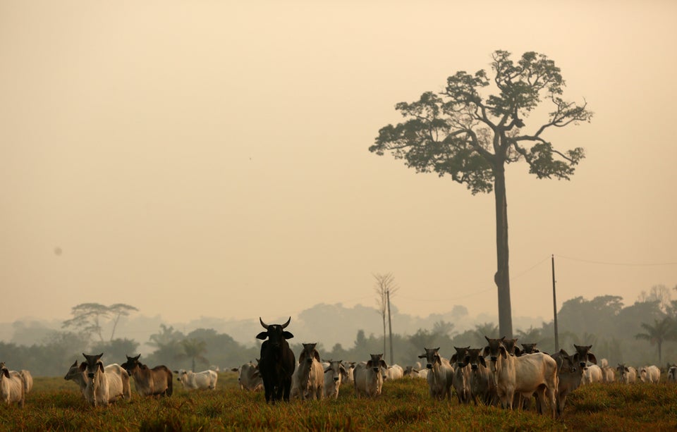 Description: Cattle are seen on a tract of Amazon jungle after a fire in Boca do Acre, Amazonas state, Brazil August 24, 2019