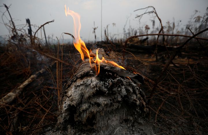 火災で焼けたアマゾンの熱帯雨林