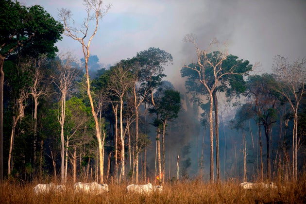 Amazon Wildfires: G7 Leaders Agree $20m Relief Package – But Trump Was Absent