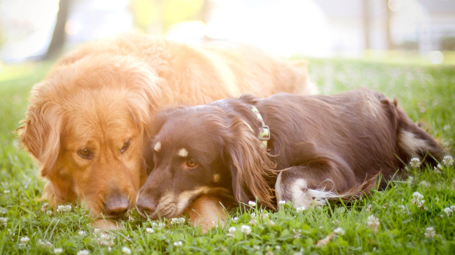 The Most Popular Dog Names of 2019 Are All People Names ...
