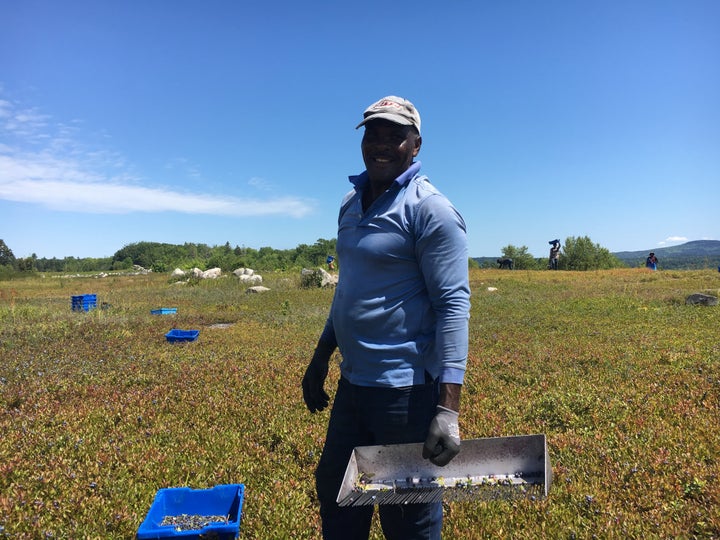 West Branch Farms  More blueberries than you could shake a rake at