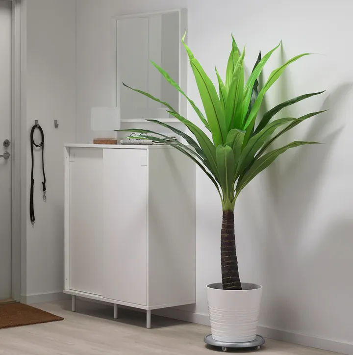 9 Places In Canada You Can Buy Houseplants Online Huffpost
