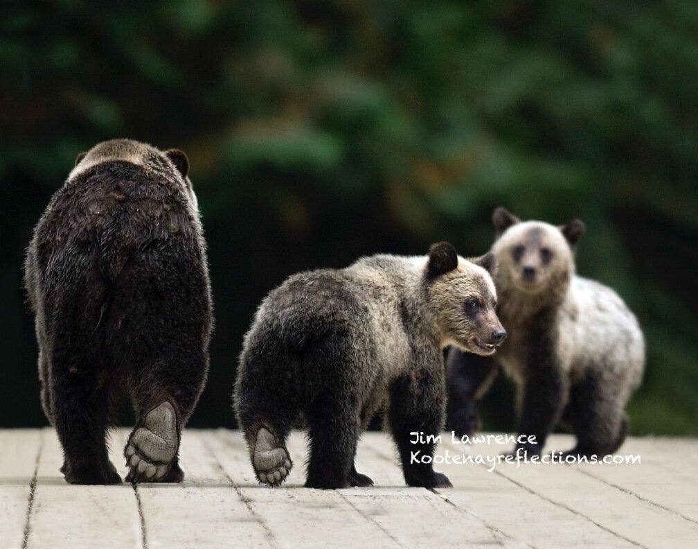 Ending B.C. Grizzly Trophy Hunt Shouldn't Be A Partisan Issue ...