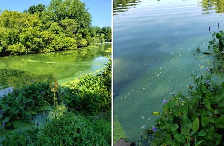 ニューヨークのプロスペクトパークで撮影した写真。シアノバクテリアを摂取すると病気になる場合がある。動物は死ぬ恐れも。