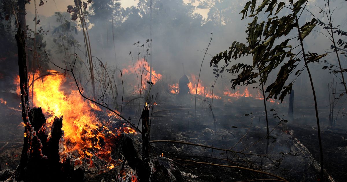 Forest fire mk ii. Лесные пожары. Горящий лес. Последствия пожара в лесу.