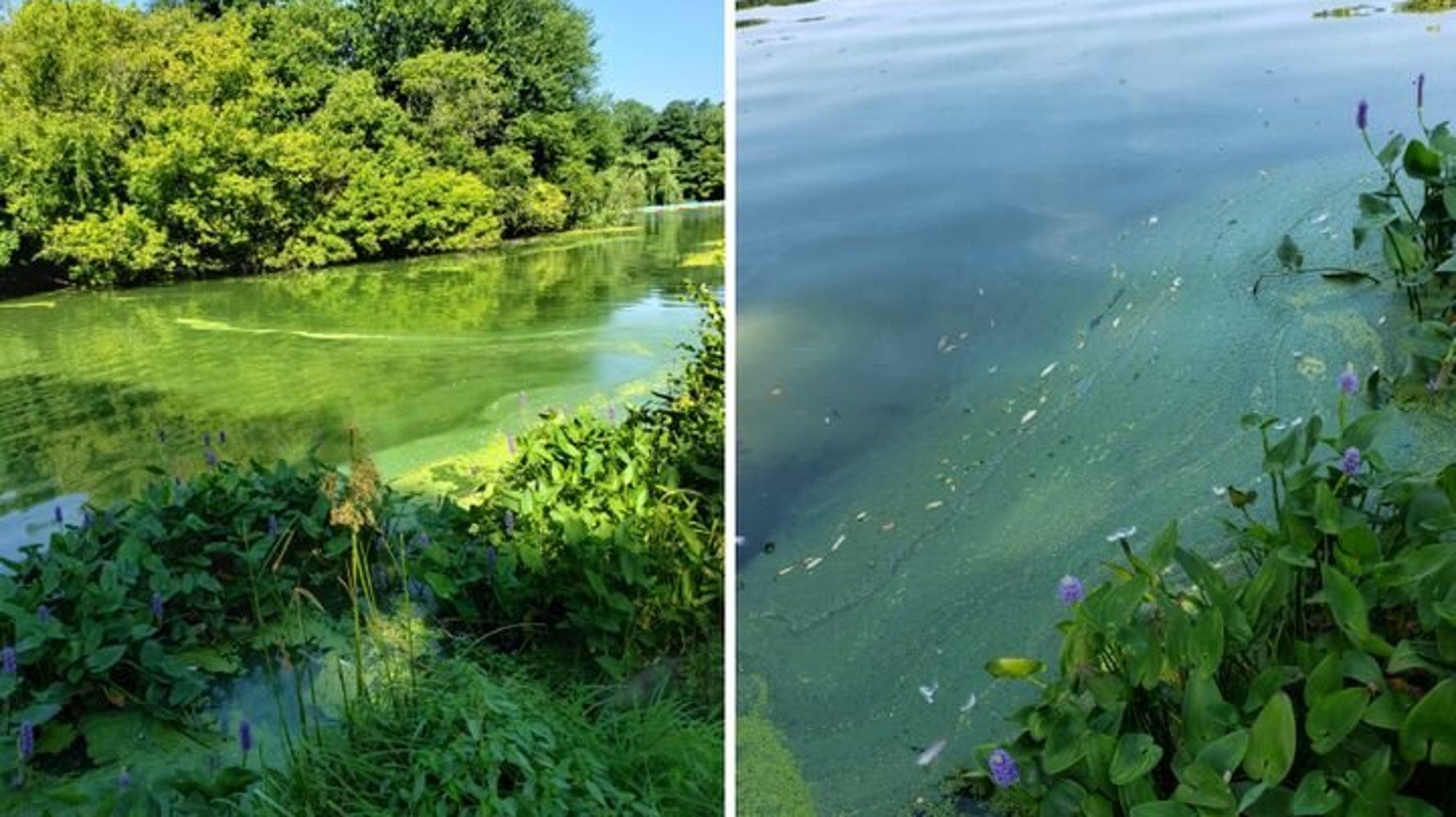 飲んだ犬が死ぬ 恐怖の 藻 がアメリカで問題に ニューヨーク セントラルパークでも発生 ハフポスト World 飲んだ犬が死ぬ 恐怖の 藻 がアメリカで問題に ニューヨーク セントラルパークでも発生 ハフポスト World