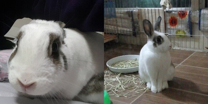 B씨 반려토끼 '둥이'
