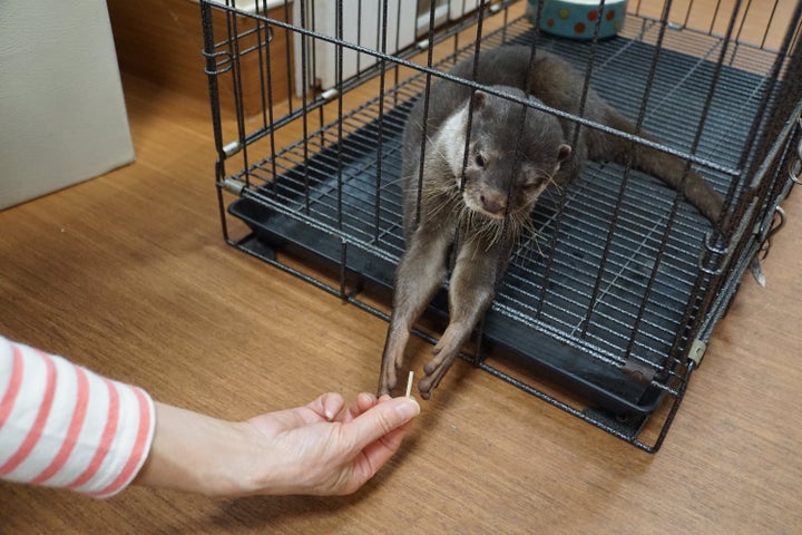 カワウソカフェ「コツメイト」で、客からおやつをもらうコツメカワウソ＝2018年11月、東京都豊島区