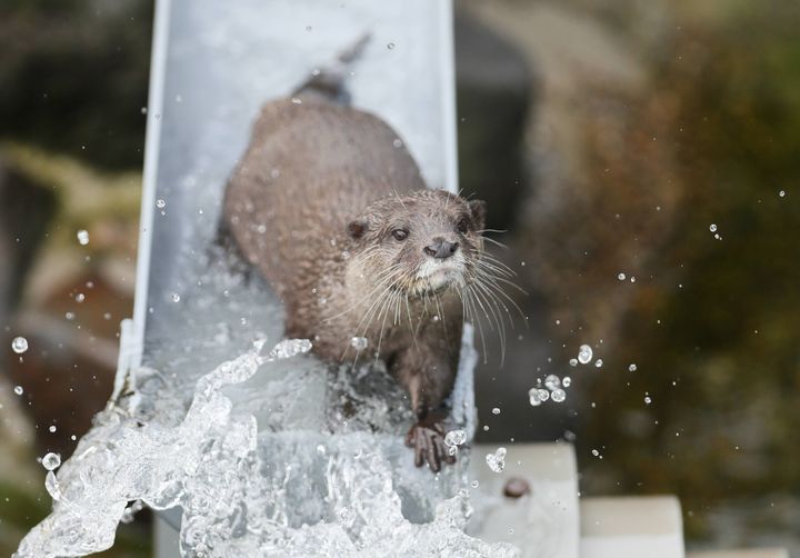 千葉県の市川市動植物園で、水を流した半円状のパイプの中をコツメカワウソが泳ぐ、「流しそうめん」ならぬ「流しカワウソ」が人気を集めている（2018年7月撮影）