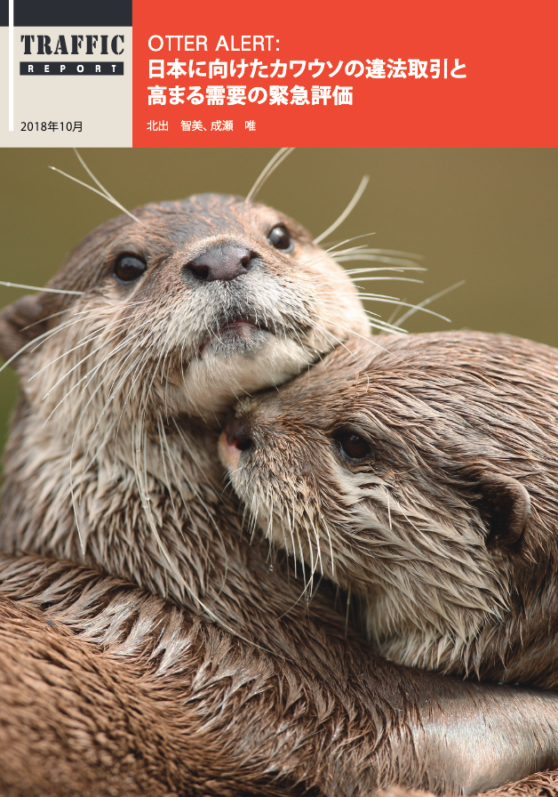 TRAFFICの報告書「Otter Alert: 日本に向けたカワウソの違法取引と高まる需要の緊急評価」より