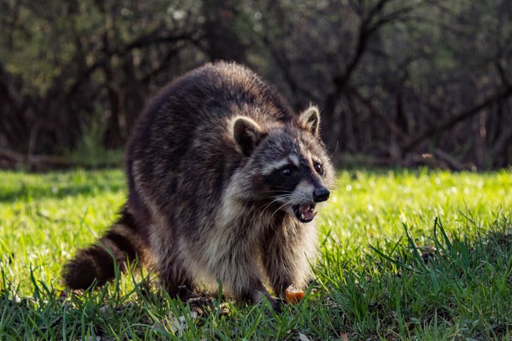 Angry Wild Raccoon Catch a piece of sausage