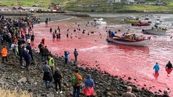 Hugo Clément tease son reportage éprouvant sur des dauphins massacrés aux
