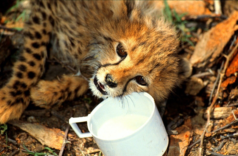 Reise, Namibia, Afrika, Gepard, Baby, Tier, Okonjima-Farm, (Photo by Peter Bischoff/Getty Images)