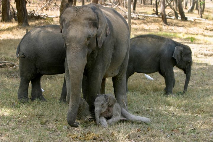 Indian elephant, Elephas maximus, with just born calf, Kanha National Park, Madhya Pradesh, IndiaÊ