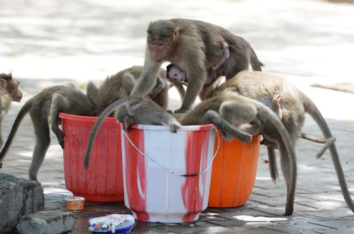 Monkeys drink water from buckets on a hot summer day at Guindy Children's Park in Chennai on June 10, 2019. (Photo by ARUN SANKAR / AFP) (Photo credit should read ARUN SANKAR/AFP/Getty Images)