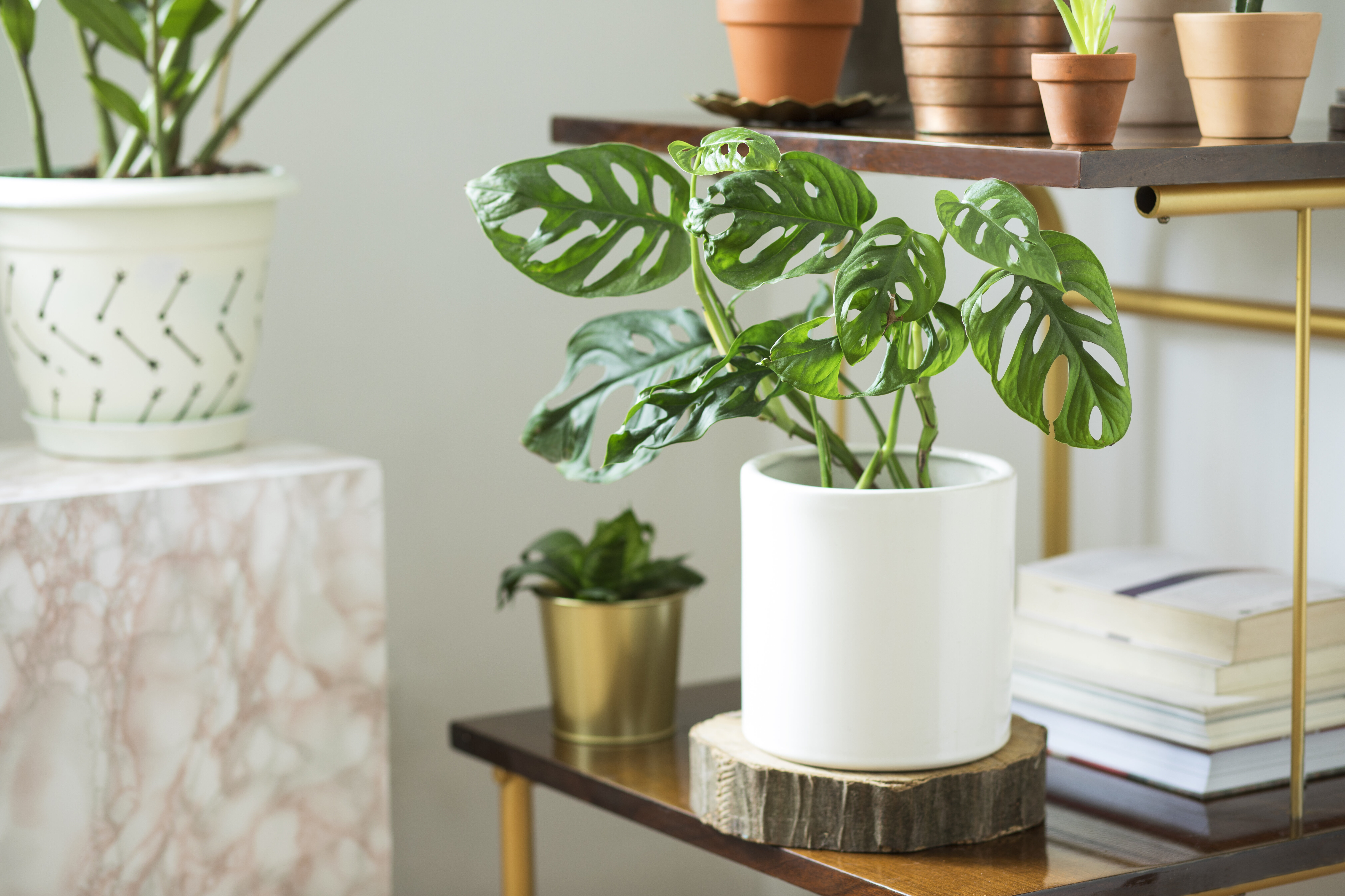 9 Places In Canada You Can Buy Houseplants Online HuffPost Latest News   5d669b6c3c00008b0546ee7f 