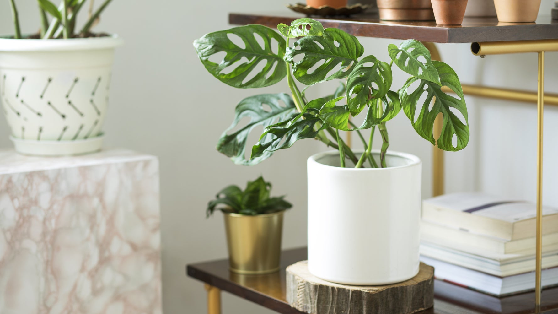 9 Places In Canada You Can Buy Houseplants Online Huffpost Canada Life