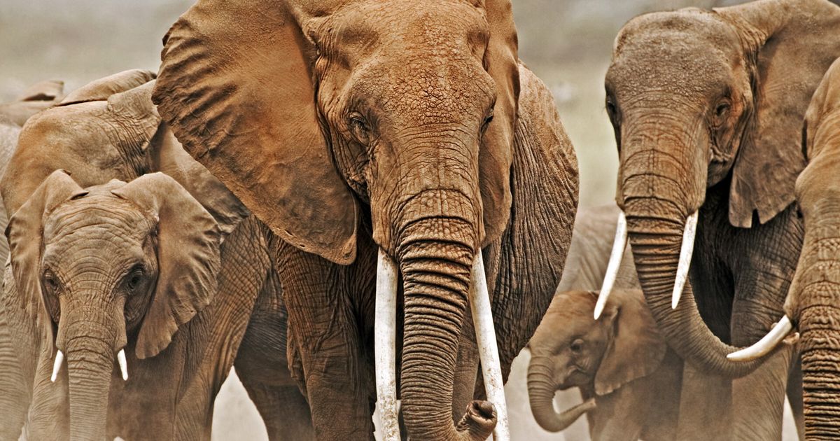 Elephant Ivory Ban Upheld By World Wildlife Conference | HuffPost UK Life