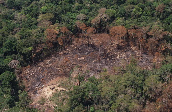 Deforestation has a harmful effect on ecosystems by making land unliveable for many plants and animals and eroding soil of valuable nutrients.