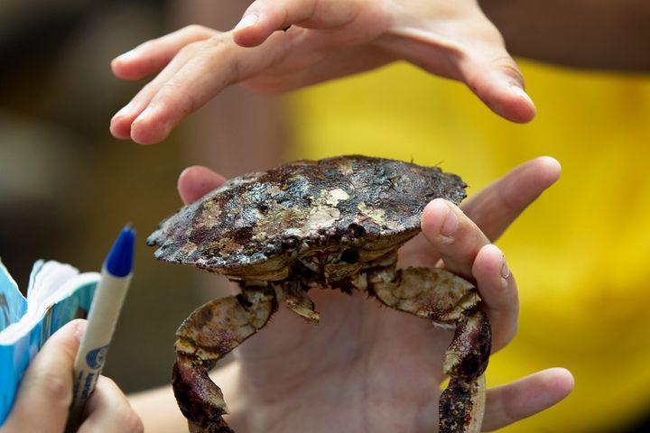 A Jonah crab found near Eastern Point Lighthouse in Gloucester, Massachusetts, on Aug. 4, 2010. 