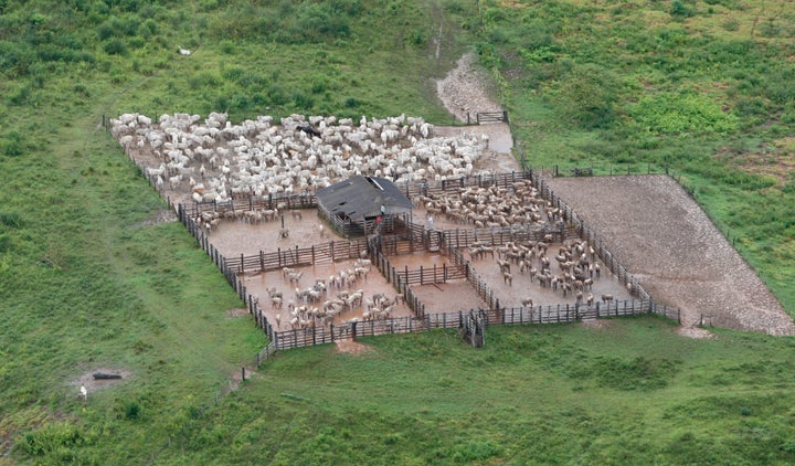 Cattle in confined feed lots in a deforested Amazonian area in Brazil’s central state of Para on May 3, 2009. Soon thousands of cows will graze on the freshly cleared land in Para.