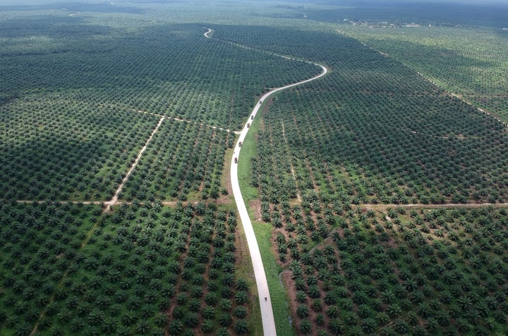 An aerial photo of a palm oil plantation in Batanghari, Jambi province, Sumatra island, Indonesia November 28, 2018.
