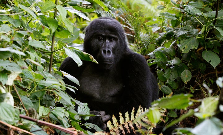 An endangered mountain gorilla from the Bitukura family, rests among vegetation inside a forest in Bwindi Impenetrable National Park in the Ruhija sector of the park, about 550 km (341 miles) west of Uganda's capital Kampala, May 24, 2013.