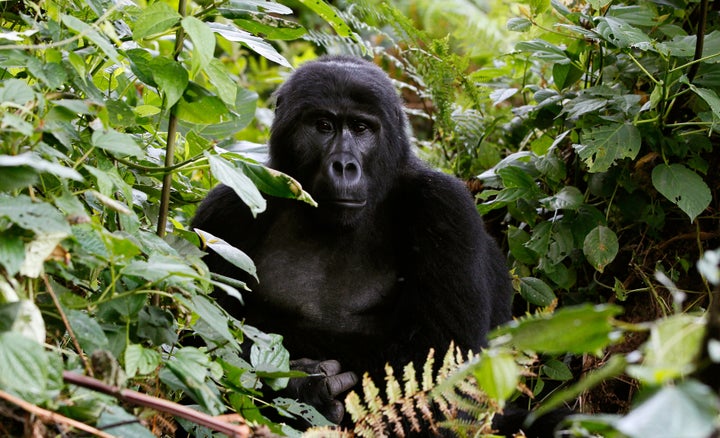 An endangered mountain gorilla from the Bitukura family, rests among vegetation inside a forest in Bwindi Impenetrable National Park in the Ruhija sector of the park, about 550 km (341 miles) west of Uganda's capital Kampala, May 24, 2013. 